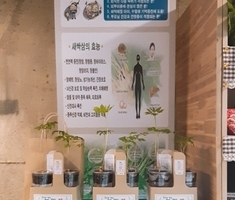 특산물 - 새싹삼