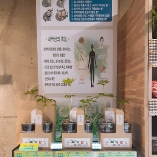 특산물 - 새싹삼