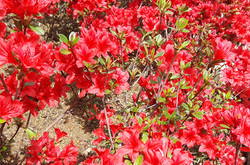 화려한 봄 꽃 철쭉